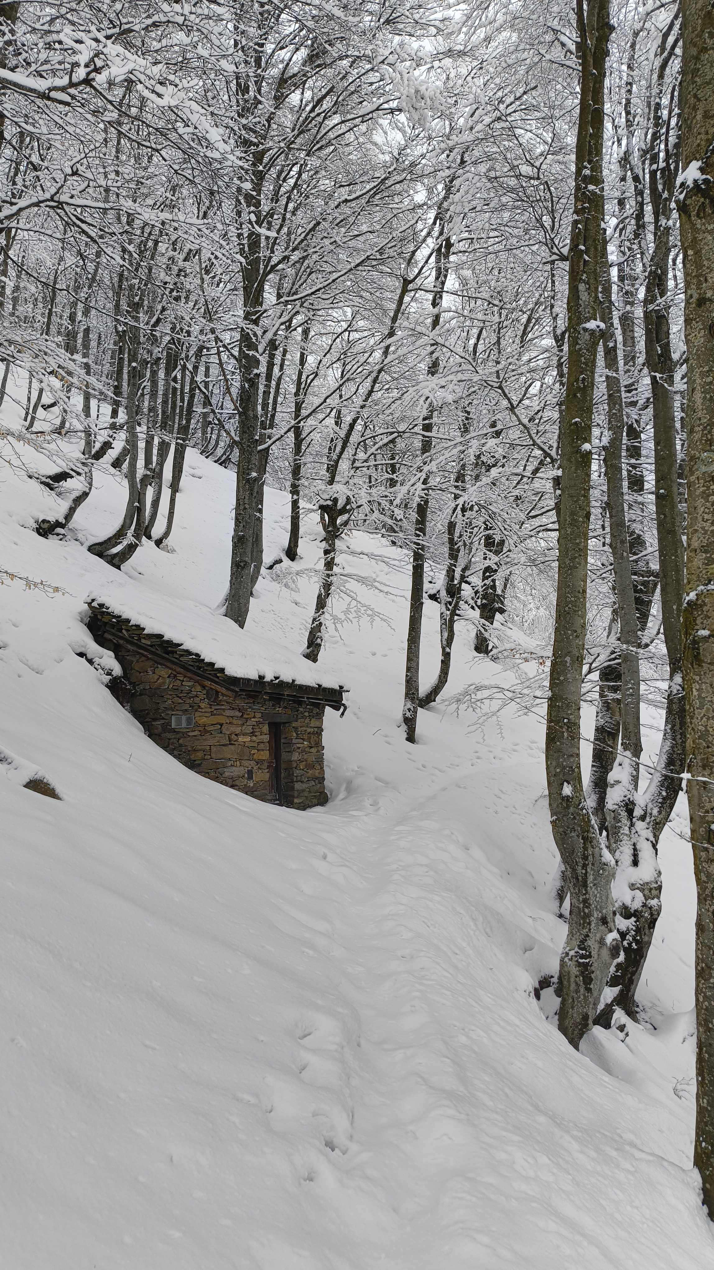 Foto n° 23 del trekking Bivacco del Gufo - Pizzo Pernice │ Alpe Curgei